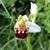 Avatar: Ophrys Apifera