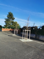 Des arbres dans la cour