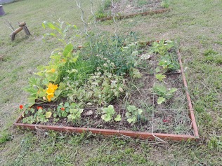 Potager1