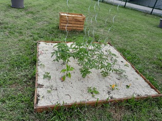Potager2