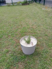 Potager3