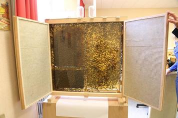 Apiscope au CDI, outil d'observation des abeilles